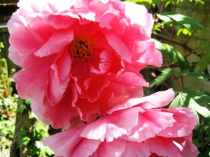 Foto Kerstin Schaefer Performance Heimat-Vogelfrei-Gänseblümchen 2014